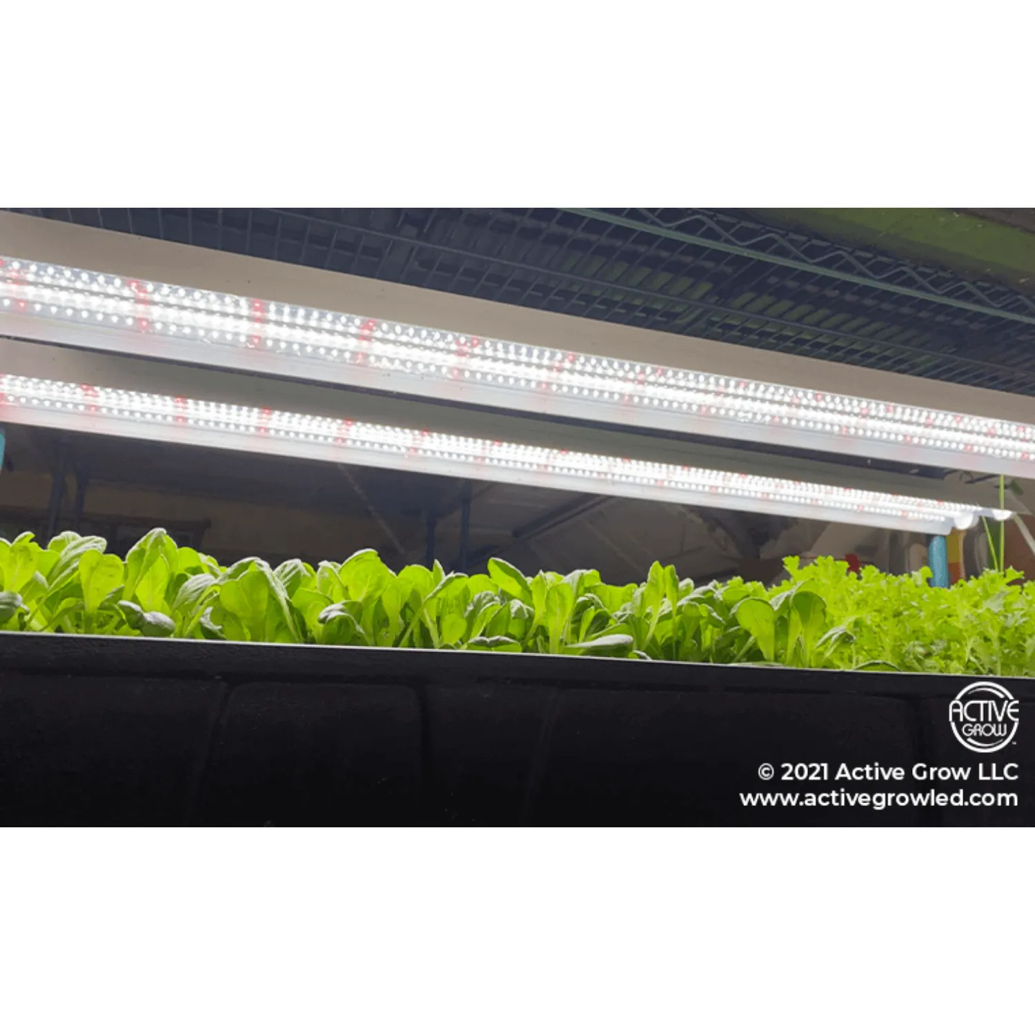 Active Grow 38W 4FT Propagation Luminaire - Sun White Pro Spectrum