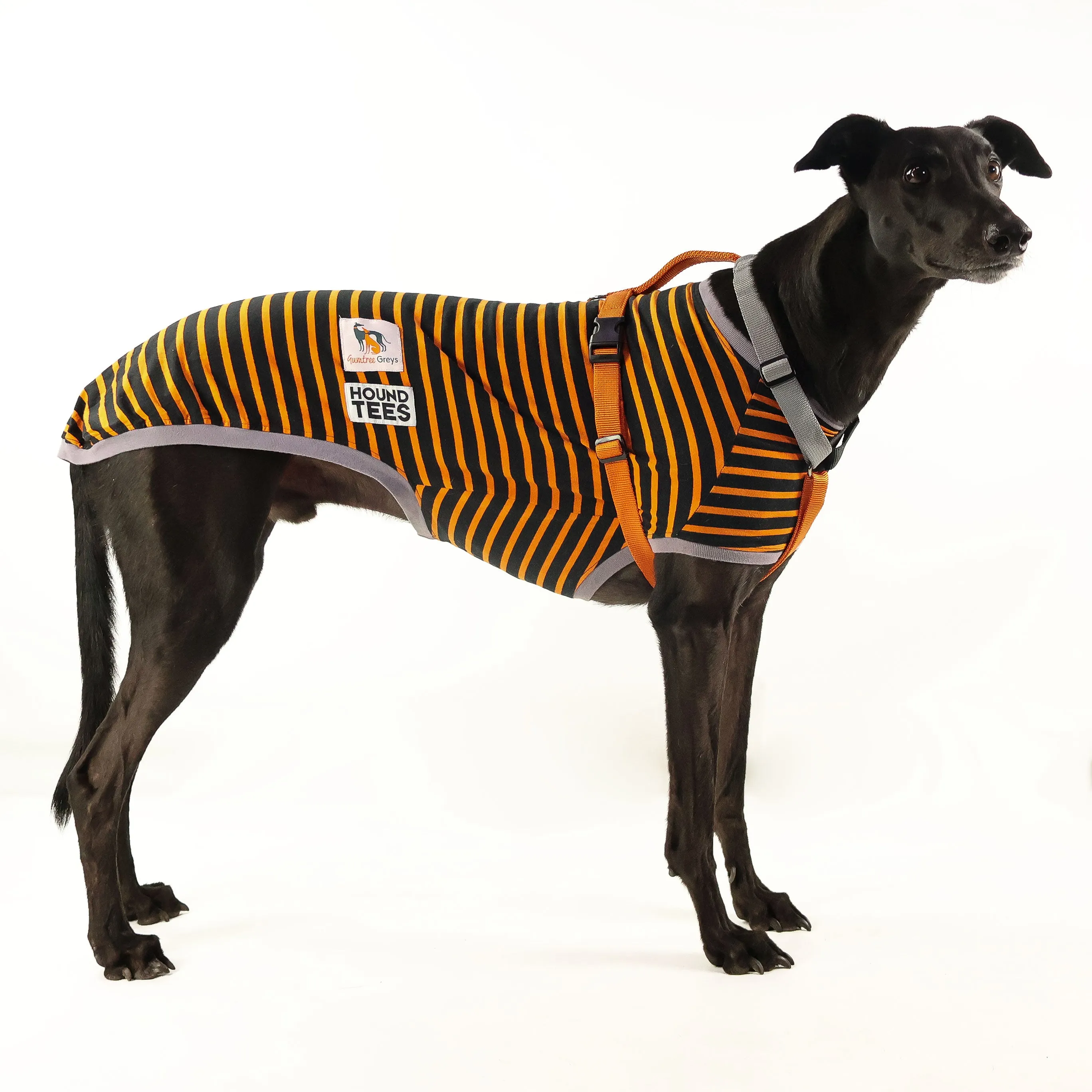 Limited Edition Gumtree Greys x Haqihana Greyhound Harness