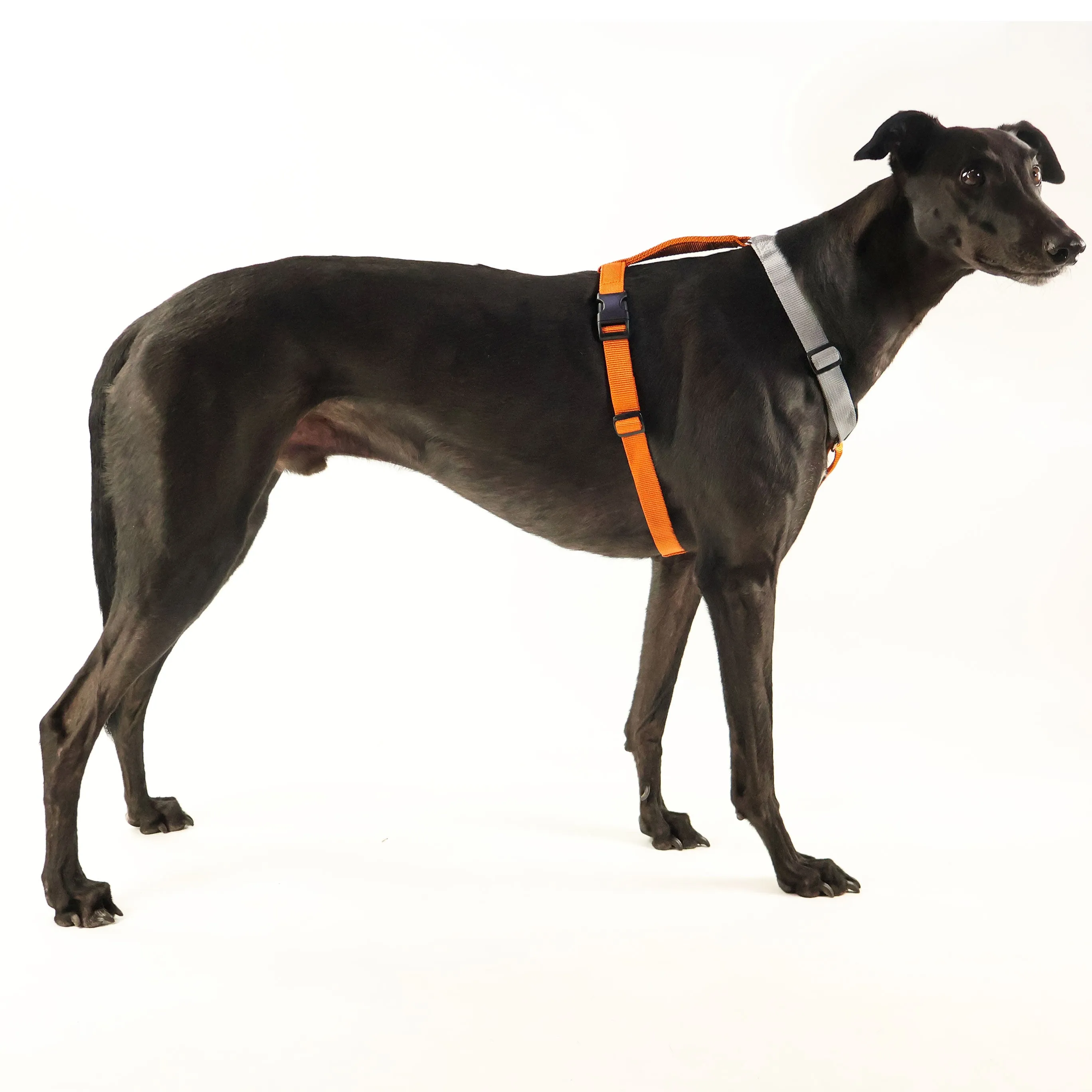 Limited Edition Gumtree Greys x Haqihana Greyhound Harness